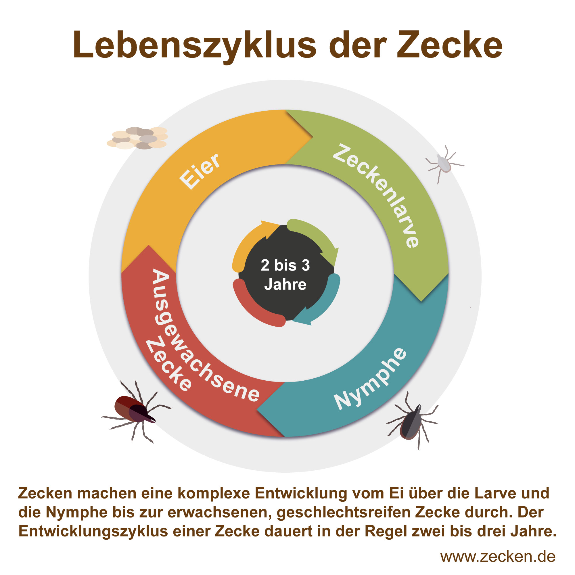 Zu Welcher Tageszeit Sind Zecken Aktiv www.zecken.de