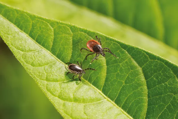 Zwei Zecken auf Blatt