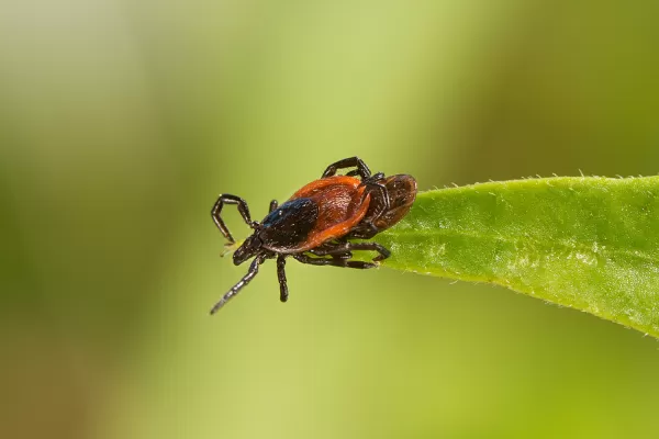 Weibchen und Männchen der Zeckenart „Gemeiner Holzbock“ auf einem Blatt