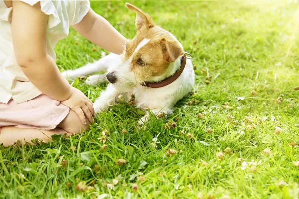 Kind streichelt liegenden Hund auf Wiese