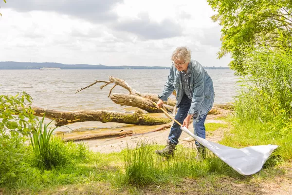 Experte untersucht Seeufer mit weißem Leinentuch auf Zecken