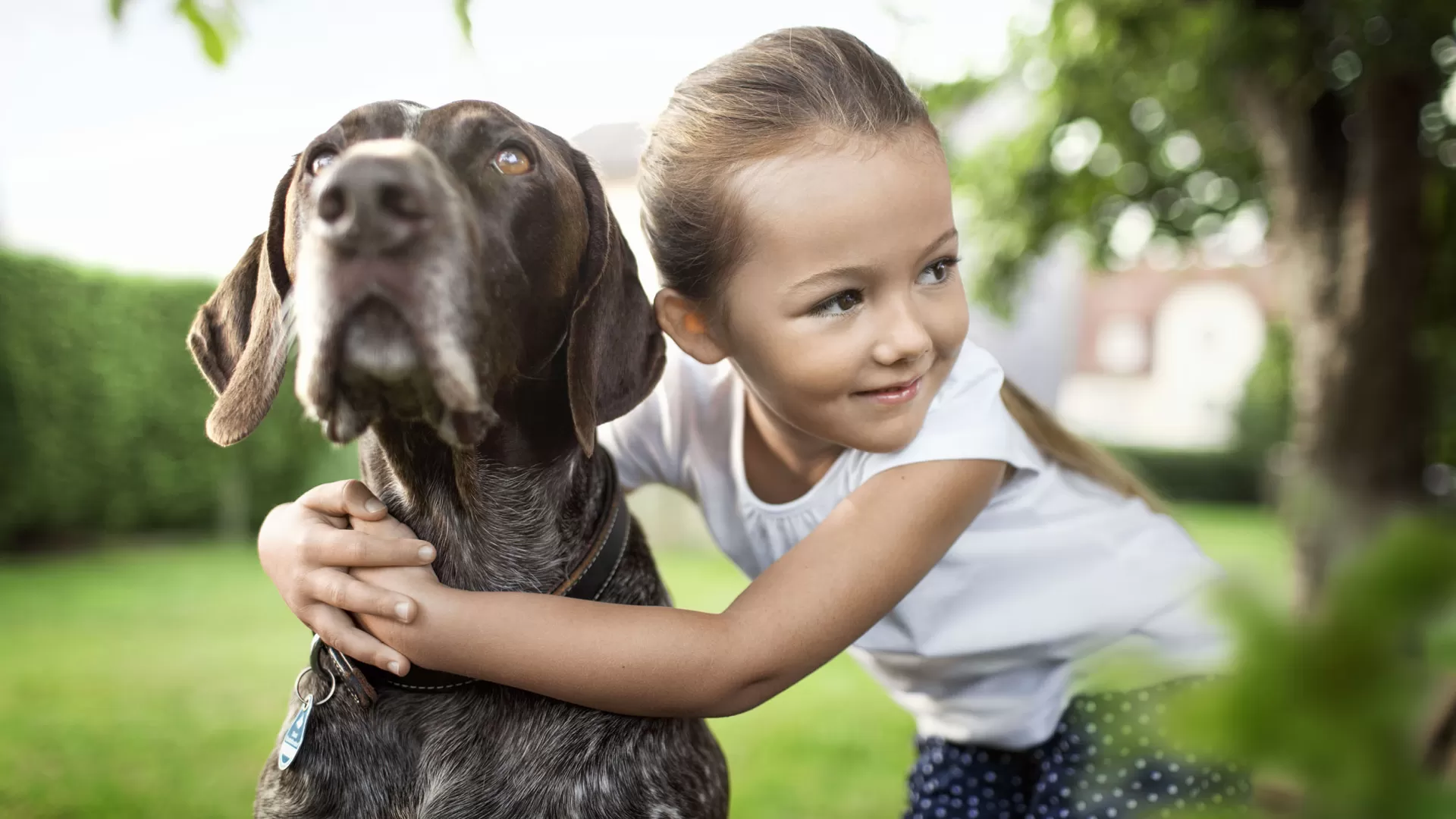 Zecke entfernen beim Hund