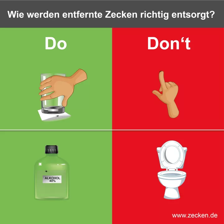 Zecken richtig entsorgen