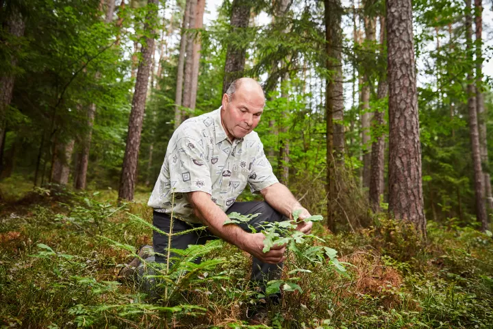 Mann untersucht Pflanzen im Wald.