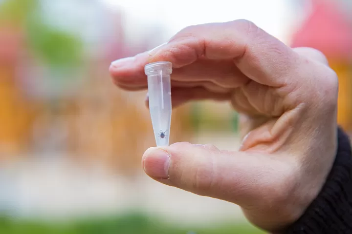 Gefangene Zecke in einem Plastikbehälter
