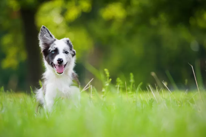 Hund tobt im Gras