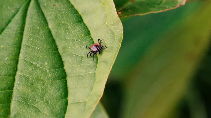 Zecke krabbelt auf Blatt