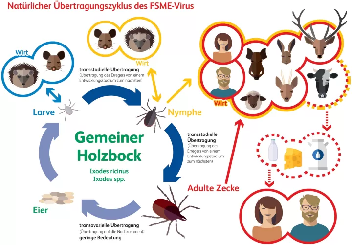 Lebenszyklus der Zecke