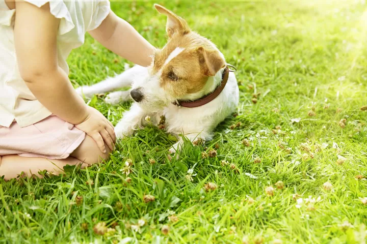 Kind streichelt liegenden Hund auf Wiese