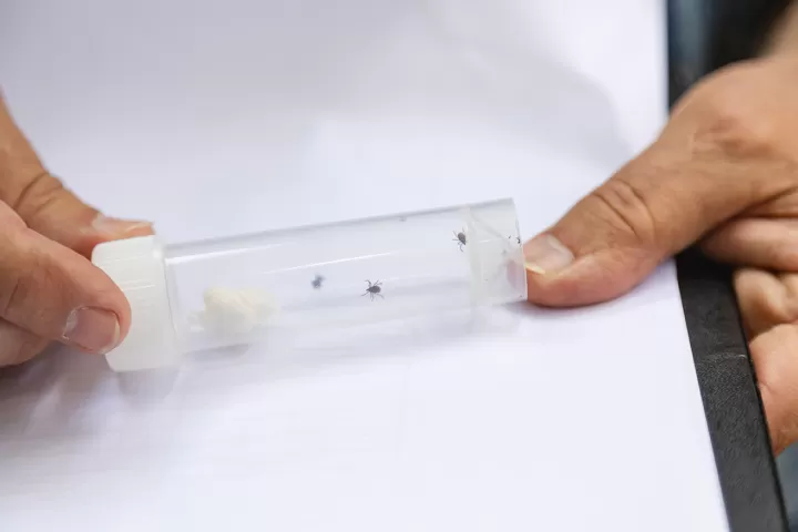 Zecken krabbeln in Reagenzglas.
