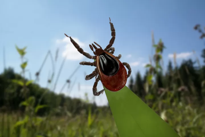 Zecken im Gras