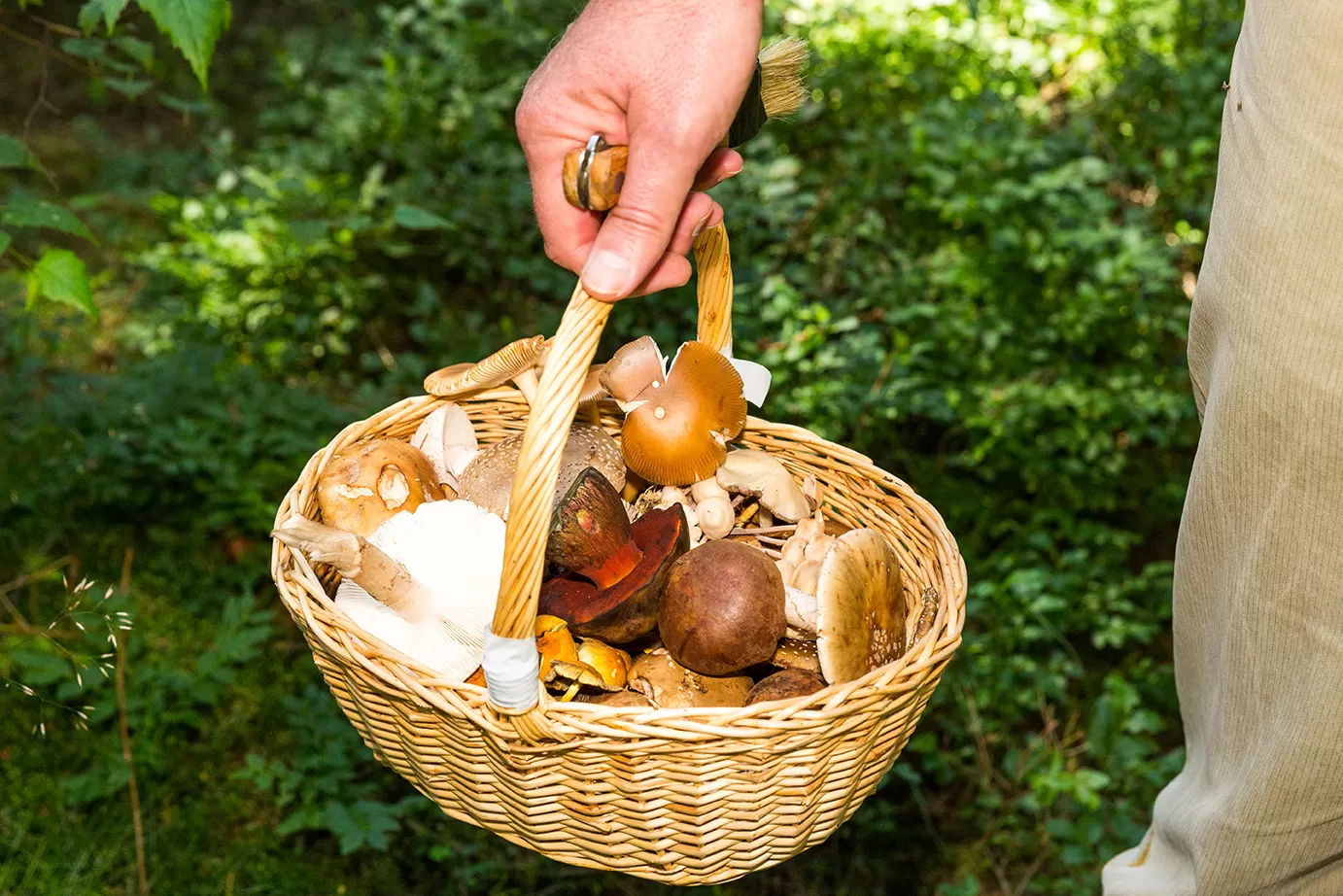 Pilze sammeln  aber richtig | Zecken.de